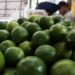 Se duplica precio del kilo de limón en menos de una semana, por paro en Apatzingán