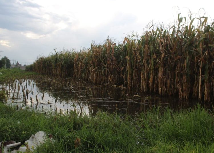 Apoya Delfina Gómez a productores que perdieron su cosecha en Chalco