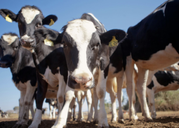 Buscan tres municipios reconocimiento en erradicación de Tuberculosis y Brucelosis ganadera