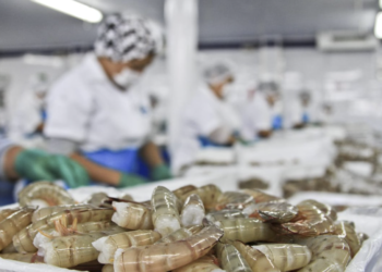 Alcaldesa de Escuinapa alerta sobre crisis en sector pesquero por escasez de camarón