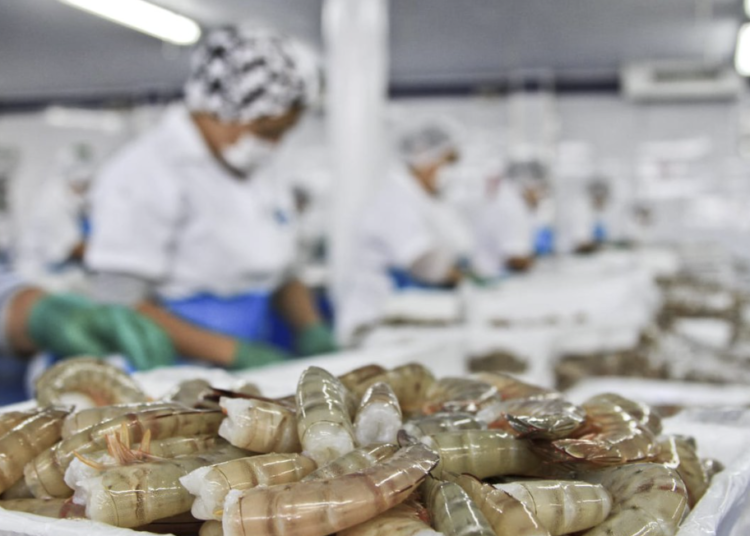 Alcaldesa de Escuinapa alerta sobre crisis en sector pesquero por escasez de camarón