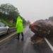Reportan derrumbes en la Carretera Federal 190; se recomienda manejar con precaución