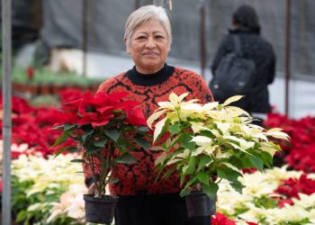 Pide diputada apoyar a productores de Xochimilco para que vendan toda su producción de Nochebuena