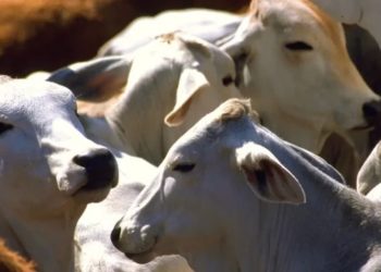 Cierre de la frontera con EU afectará a ganaderos de Monclova