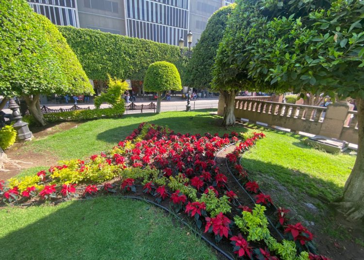 Colocará León 8 mil nochebuenas para adornar parques y jardines