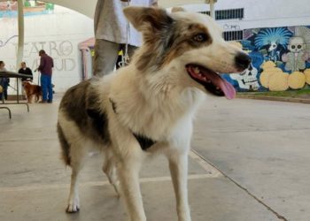 Incluyen el bienestar animal en la 3a edición del Presupuesto Participativo del municipio de Durango