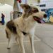 Incluyen el bienestar animal en la 3a edición del Presupuesto Participativo del municipio de Durango