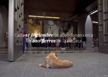 Estampillas religiosas para salvar a los perritos peregrinos