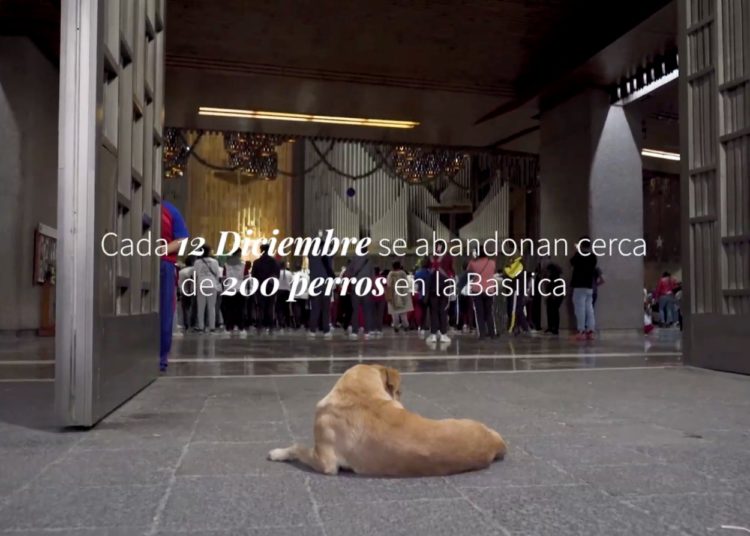 Estampillas religiosas para salvar a los perritos peregrinos