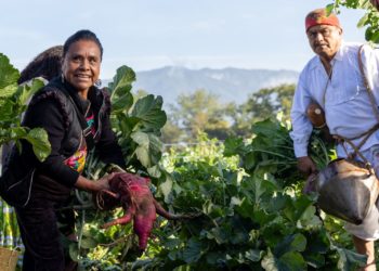 Para la Noche de Rábanos en Oaxaca cosechan más de 14 toneladas del tubérculo