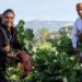 Para la Noche de Rábanos en Oaxaca cosechan más de 14 toneladas del tubérculo