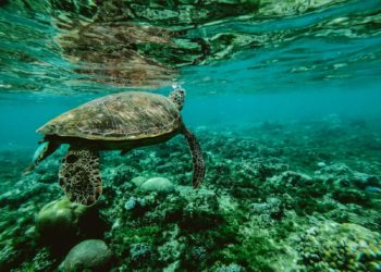 Manfred Mauricio Quintanilla exige acciones inmediatas para la conservación marina