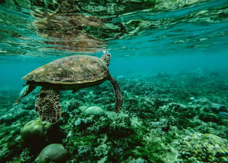 Manfred Mauricio Quintanilla exige acciones inmediatas para la conservación marina