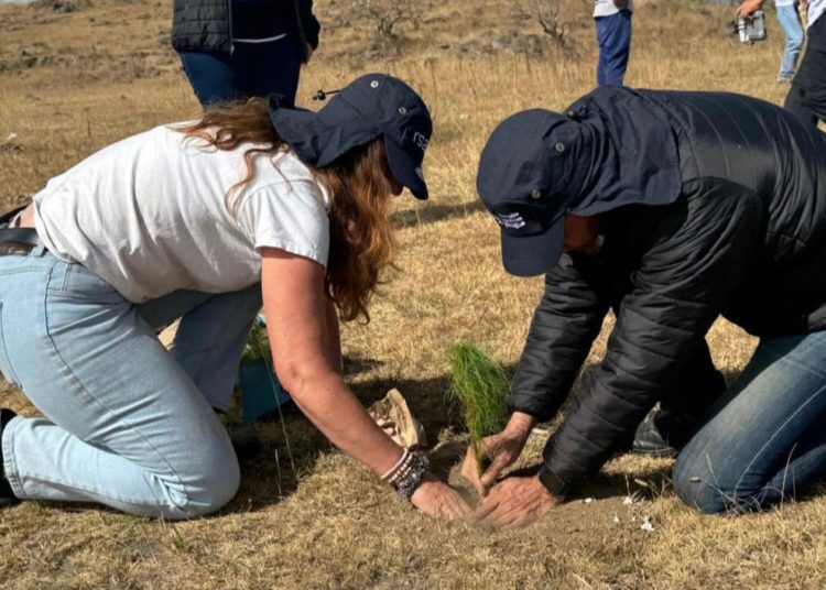 Colaboración público-privada impulsa la reforestación en Puebla