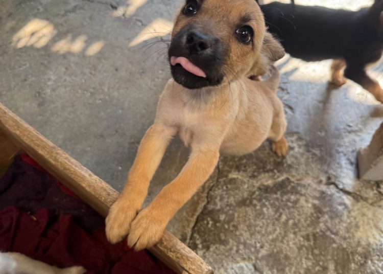 Refugio Pergatuzoo: resistencia frente a las amenazas y el abandono animal
