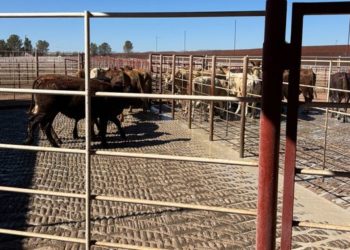 Cruza el primer lote de ganado bovino a Estados Unidos por cuarentenaria de Agua Prieta, Sonora