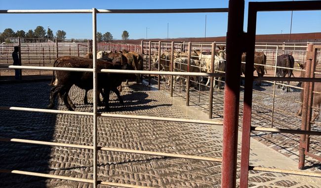 Cruza el primer lote de ganado bovino a Estados Unidos por cuarentenaria de Agua Prieta, Sonora