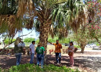 Nombran a 27 alcaldías y municipios de México “Ciudades Árbol del Mundo”