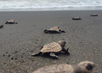 Manfred Quintanilla promueve la preservación ambiental con el Festival Tecuanillo