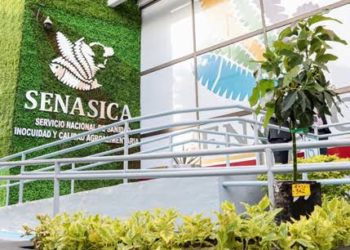 Senasica licita limpieza con requisitos inaplicables; acusan favoritismo