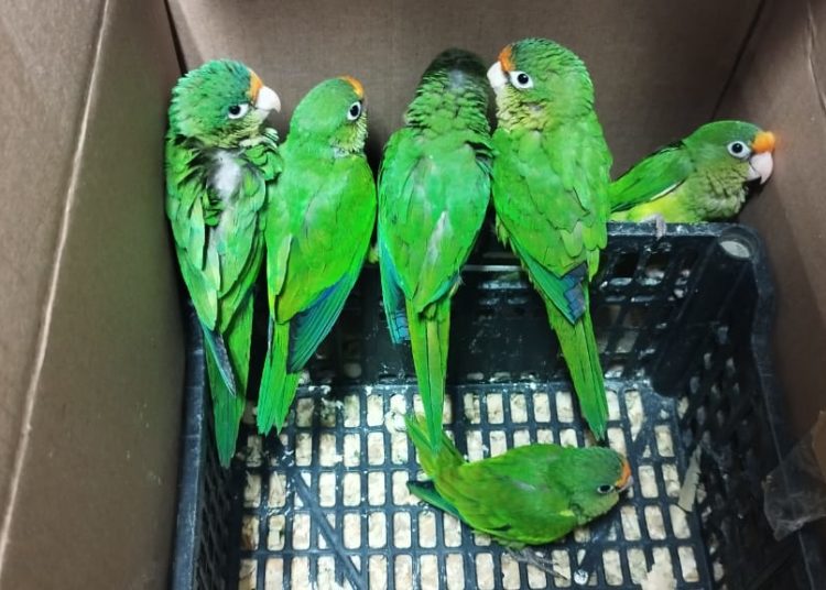 Fiscalía de Oaxaca encabeza cateo en el que rescatan aves exóticas y aseguran animales disecados en Santa Lucía del Camino