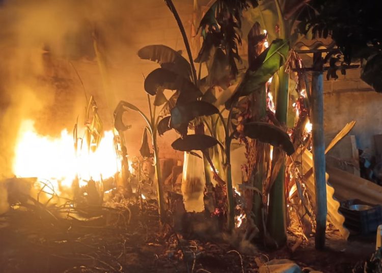 Fiscalía de Oaxaca encabeza cateo en el que rescatan aves exóticas y aseguran animales disecados en Santa Lucía del Camino