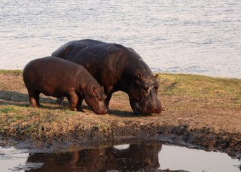 Brote de ántrax en África mata a 50 hipopótamos y alerta a autoridades