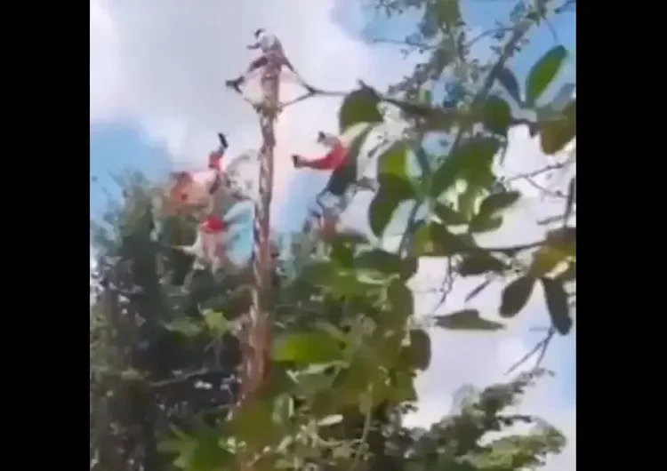 Caen voladores de Papantla durante danza ritual en Veracruz; hay cinco heridos