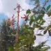 Caen voladores de Papantla durante danza ritual en Veracruz; hay cinco heridos