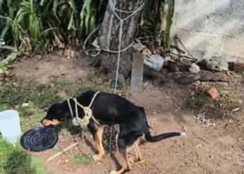 Identifican a Hilda ‘G’ como la mujer que colgó a un perrito en municipio de Tulancingo, sigue libre