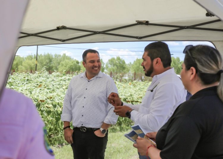Impulsa Delicias cultivo del girasol que ahorra hasta 50% de agua