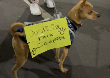 Se movilizan vecinos ante agresión de un policía a una perrita en Bodega Aurrera de Tlalpan