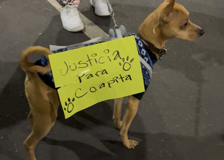Se movilizan vecinos ante agresión de un policía a una perrita en Bodega Aurrera de Tlalpan