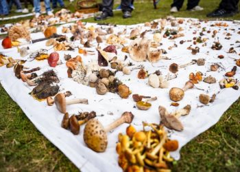 Celebran la XXII Feria Regional de los Hongos Silvestres en Cuajimoloyas, Oaxaca