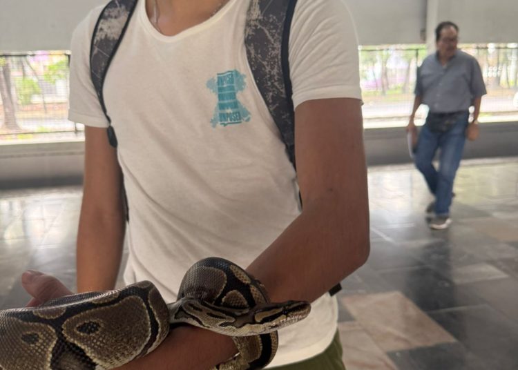 Ingresa con su mascota al Metro capitalino y acaba detenido; era una serpiente