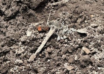 Colocan sellos de suspensión a construcción en Reforma donde hallaron restos óseos