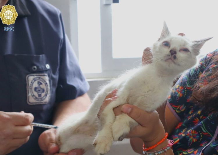 65 gatos recibieron atención médica en la Brigada de Vigilancia Animal de la SSC