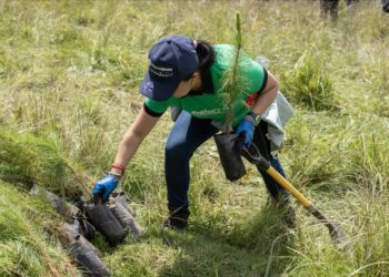 Reforestación ANPACT 2025: jornada consolida la agenda ambiental de la industria de vehículos pesados
