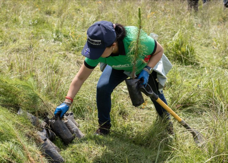 Reforestación ANPACT 2025: jornada consolida la agenda ambiental de la industria de vehículos pesados