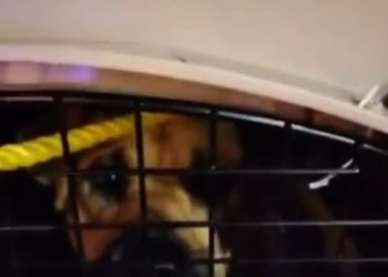 Instituto de Bienestar Animal denuncia penalmente al ayuntamiento de Chignahuapan por maltrato de perros