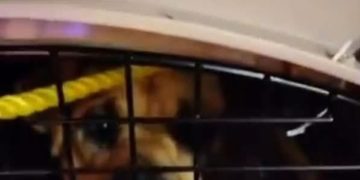 Instituto de Bienestar Animal denuncia penalmente al ayuntamiento de Chignahuapan por maltrato de perros