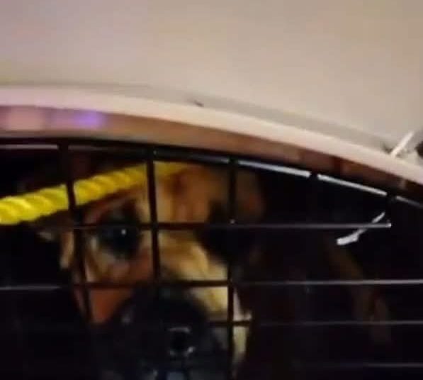 Instituto de Bienestar Animal denuncia penalmente al ayuntamiento de Chignahuapan por maltrato de perros