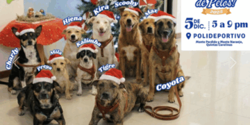 Invita Municipio de Chihuahua a vivir una “Navidad de Pelos” y brindar un hogar a perritos rescatados