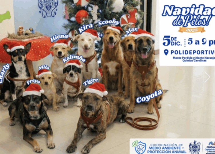 Invita Municipio de Chihuahua a vivir una “Navidad de Pelos” y brindar un hogar a perritos rescatados