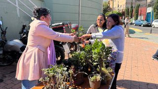 Pone Tabe en marcha reciclaje de árboles de Navidad en MH