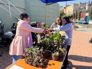Pone Tabe en marcha reciclaje de árboles de Navidad en MH
