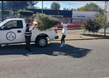 Gobierno de Atizapán inicia la recolección de árboles navideños