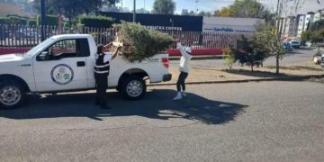 Gobierno de Atizapán inicia la recolección de árboles navideños