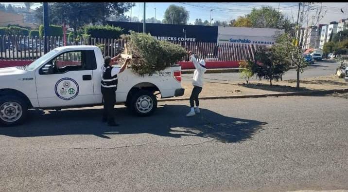 Gobierno de Atizapán inicia la recolección de árboles navideños