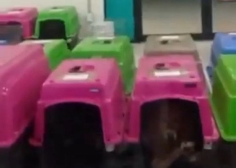 Caso del Refugio Franciscano debe ser abordado como una violación a derechos humanos en dimensión ecológico y animal: diputada del PAN